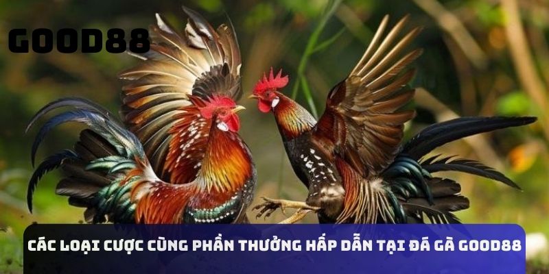 Các loại cược cùng phần thưởng hấp dẫn tại đá gà Good88