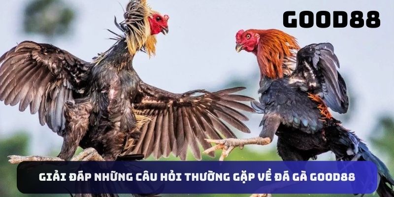 Giải đáp những câu hỏi thường gặp về đá gà Good88