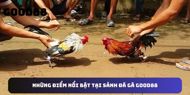 Những điểm nổi bật tại sảnh đá gà Good88