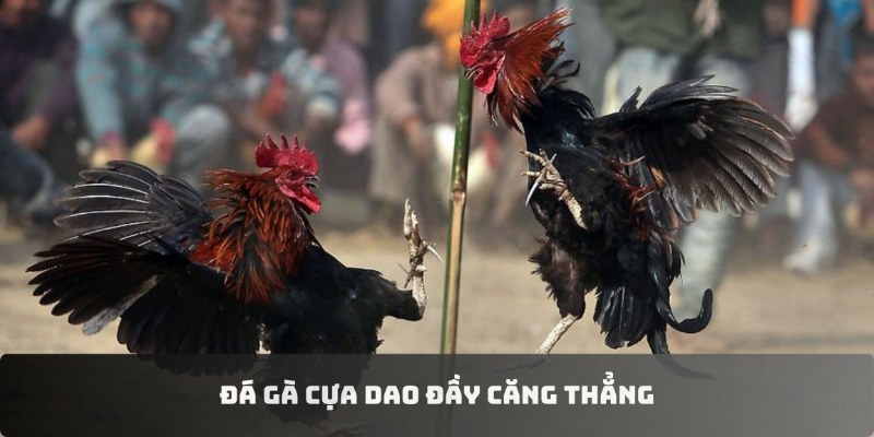 Đá gà trực tiếp cựa dao