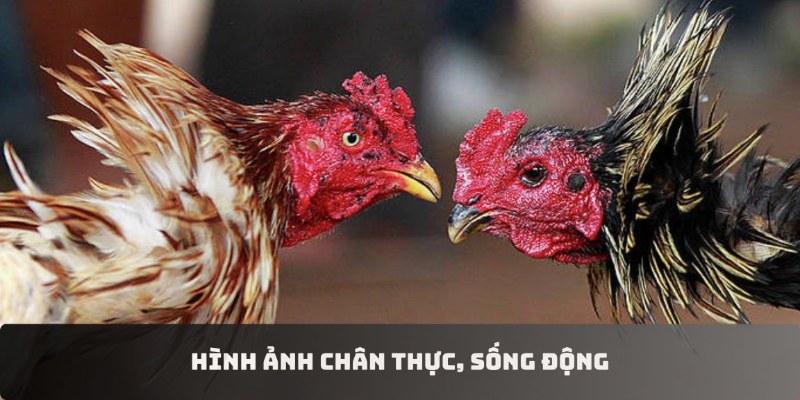 Đá gà trực tiếp GOOD88 sở hữu hình ảnh sắc nét