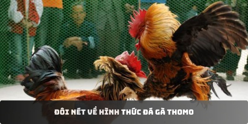 Đôi nét về đá gà thomo GOOD88