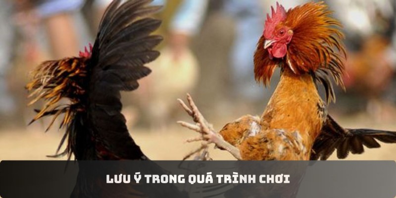 Lưu ý quan trọng khi tham gia cược đá gà thomo