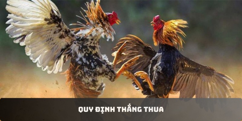 Quy định thắng thua về đá gà thomo